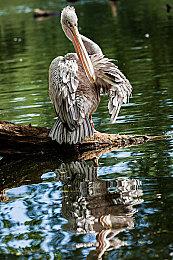 《荣耀战魂》发布周更新内容 新外观服装和全新处决动作